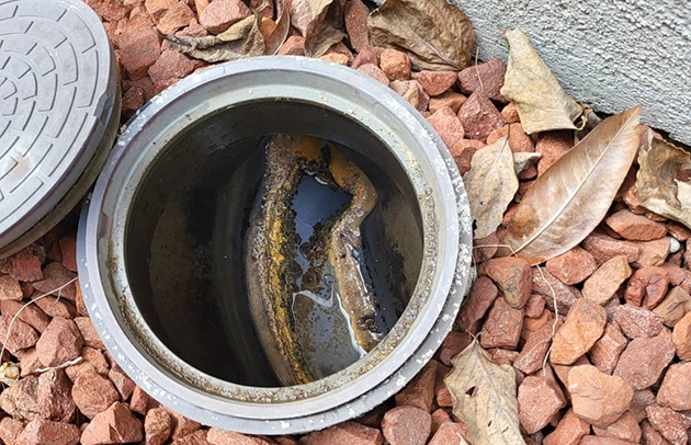 大津市の汚水桝高圧洗浄施工事例写真