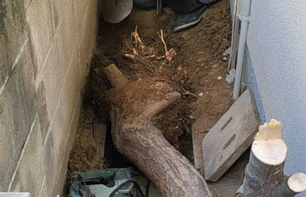 長浜市の木の根が入った排水桝の施工事例写真