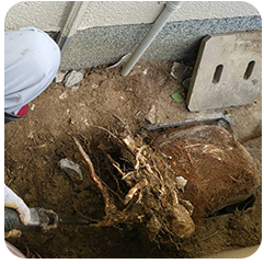 木の根が入り込んだ汚水桝の写真