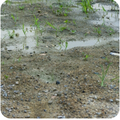 濡れた敷地内地面の写真